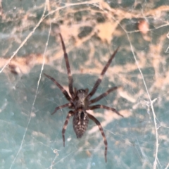 Badumna sp. (genus) (Lattice-web spider) at Hackett, ACT - 11 Mar 2024 by Hejor1