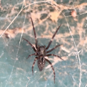 Badumna sp. (genus) at Hackett, ACT - 11 Mar 2024