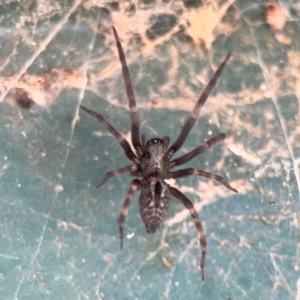 Badumna sp. (genus) at Hackett, ACT - 11 Mar 2024