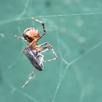 Cryptachaea veruculata (Diamondback comb-footed spider) at Hackett, ACT - 11 Mar 2024 by Hejor1