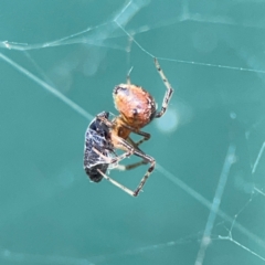 Cryptachaea veruculata at Hackett, ACT - 11 Mar 2024