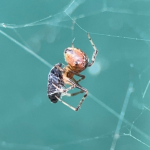 Cryptachaea veruculata at Hackett, ACT - 11 Mar 2024