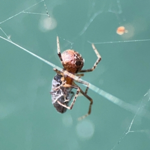 Cryptachaea veruculata at Hackett, ACT - 11 Mar 2024