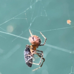 Cryptachaea veruculata at Hackett, ACT - 11 Mar 2024