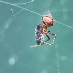 Cryptachaea veruculata at Hackett, ACT - 11 Mar 2024