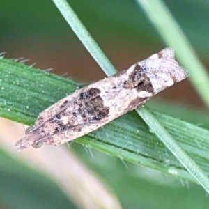 Spilonota constrictana at Hackett, ACT - 11 Mar 2024