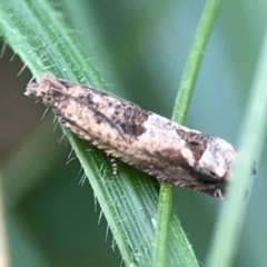 Spilonota constrictana at Hackett, ACT - 11 Mar 2024