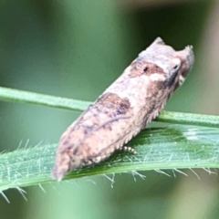 Spilonota constrictana at Hackett, ACT - 11 Mar 2024