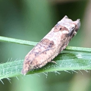 Spilonota constrictana at Hackett, ACT - 11 Mar 2024 03:47 PM