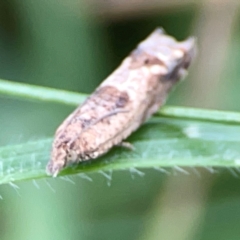 Spilonota constrictana at Hackett, ACT - 11 Mar 2024