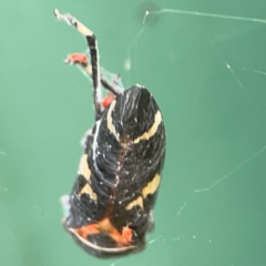 Eurymeloides pulchra at Hackett, ACT - 11 Mar 2024