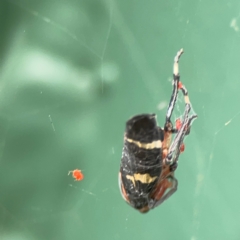 Eurymeloides pulchra at Hackett, ACT - 11 Mar 2024