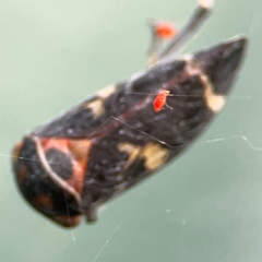 Eurymeloides pulchra at Hackett, ACT - 11 Mar 2024