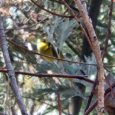 Lichenostomus melanops (Yellow-tufted Honeyeater) at Booth, ACT - 8 Mar 2024 by Sherwood