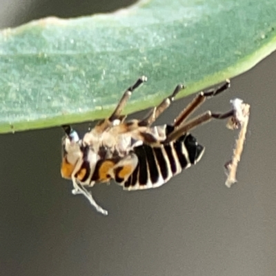 Eurymelinae (subfamily) (Unidentified eurymeline leafhopper) at Hackett, ACT - 11 Mar 2024 by Hejor1