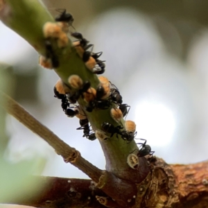 Eriococcus coriaceus at Hackett, ACT - 11 Mar 2024 03:51 PM