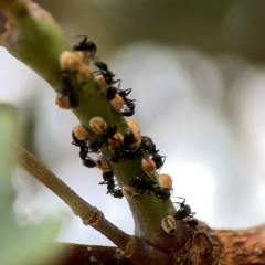 Eriococcus coriaceus at Hackett, ACT - 11 Mar 2024 03:51 PM