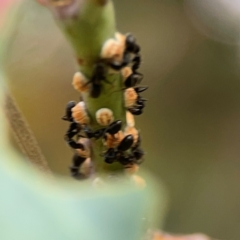 Eriococcus coriaceus at Hackett, ACT - 11 Mar 2024 03:51 PM