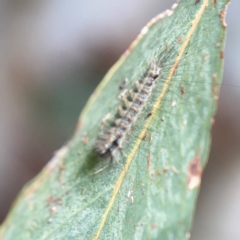 Anestia (genus) at Hackett, ACT - 11 Mar 2024