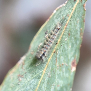 Anestia (genus) at Hackett, ACT - 11 Mar 2024