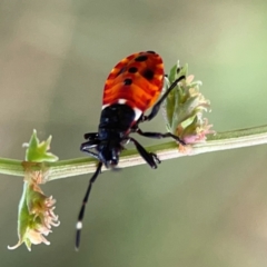 Dindymus versicolor (Harlequin Bug) at Hackett, ACT - 11 Mar 2024 by Hejor1