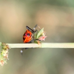 Dindymus versicolor at Hackett, ACT - 11 Mar 2024