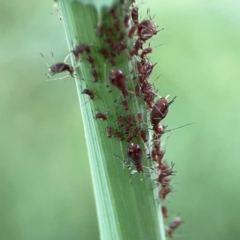 Uroleucon (Uroleucon) sonchi at Hackett, ACT - 11 Mar 2024 03:55 PM