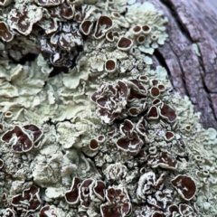 Flavoparmelia sp. (Flavoparmelia Lichen) at Hackett, ACT - 11 Mar 2024 by Hejor1