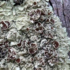 Flavoparmelia sp. at Hackett, ACT - 11 Mar 2024