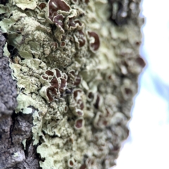 Flavoparmelia sp. at Hackett, ACT - 11 Mar 2024