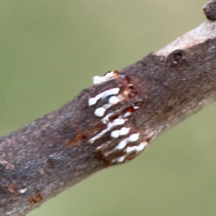 Eurymeloides sp. (genus) (Eucalyptus leafhopper) at Holtze Close Neighbourhood Park - 11 Mar 2024 by Hejor1