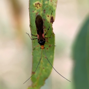 Miridae (family) at Holtze Close Neighbourhood Park - 11 Mar 2024