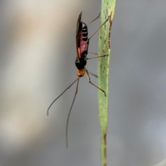 Miridae (family) at Holtze Close Neighbourhood Park - 11 Mar 2024