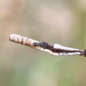 Cercopidae (family) at Holtze Close Neighbourhood Park - 11 Mar 2024