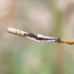 Cercopidae (family) at Holtze Close Neighbourhood Park - 11 Mar 2024