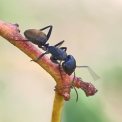 Camponotus aeneopilosus (A Golden-tailed sugar ant) at Holtze Close Neighbourhood Park - 11 Mar 2024 by Hejor1