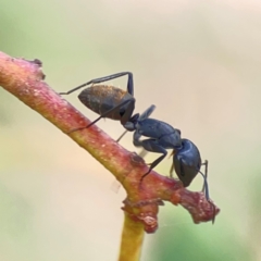 Camponotus aeneopilosus at Holtze Close Neighbourhood Park - 11 Mar 2024 04:05 PM