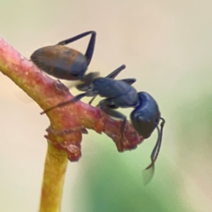 Camponotus aeneopilosus at Holtze Close Neighbourhood Park - 11 Mar 2024