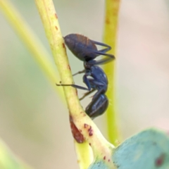 Camponotus aeneopilosus at Holtze Close Neighbourhood Park - 11 Mar 2024