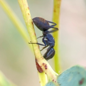 Camponotus aeneopilosus at Holtze Close Neighbourhood Park - 11 Mar 2024 04:05 PM