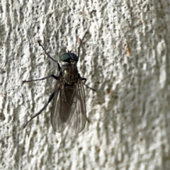 Diptera (order) at Holtze Close Neighbourhood Park - 11 Mar 2024 by Hejor1