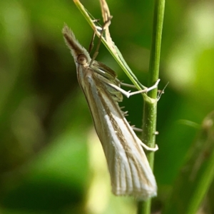 Hednota species near grammellus at Holtze Close Neighbourhood Park - 11 Mar 2024