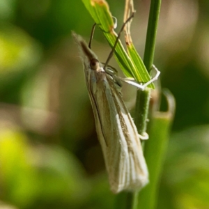 Hednota species near grammellus at Holtze Close Neighbourhood Park - 11 Mar 2024