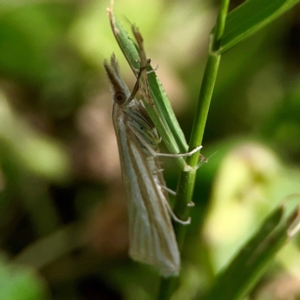 Hednota species near grammellus at Holtze Close Neighbourhood Park - 11 Mar 2024