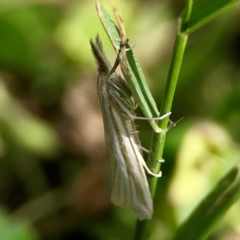 Hednota species near grammellus at Holtze Close Neighbourhood Park - 11 Mar 2024