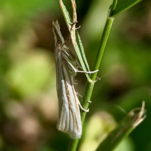 Hednota species near grammellus at Holtze Close Neighbourhood Park - 11 Mar 2024