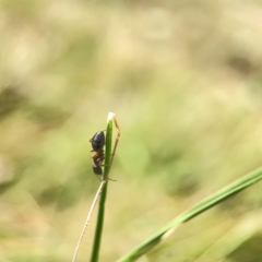 Camponotus sp. (genus) (A sugar ant) at Holtze Close Neighbourhood Park - 11 Mar 2024 by Hejor1