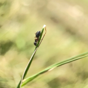 Camponotus sp. (genus) at Holtze Close Neighbourhood Park - 11 Mar 2024