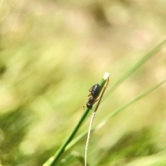 Camponotus sp. (genus) at Holtze Close Neighbourhood Park - 11 Mar 2024