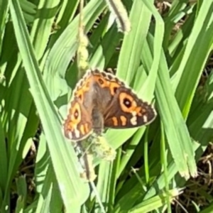 Junonia villida at Holtze Close Neighbourhood Park - 11 Mar 2024 04:14 PM